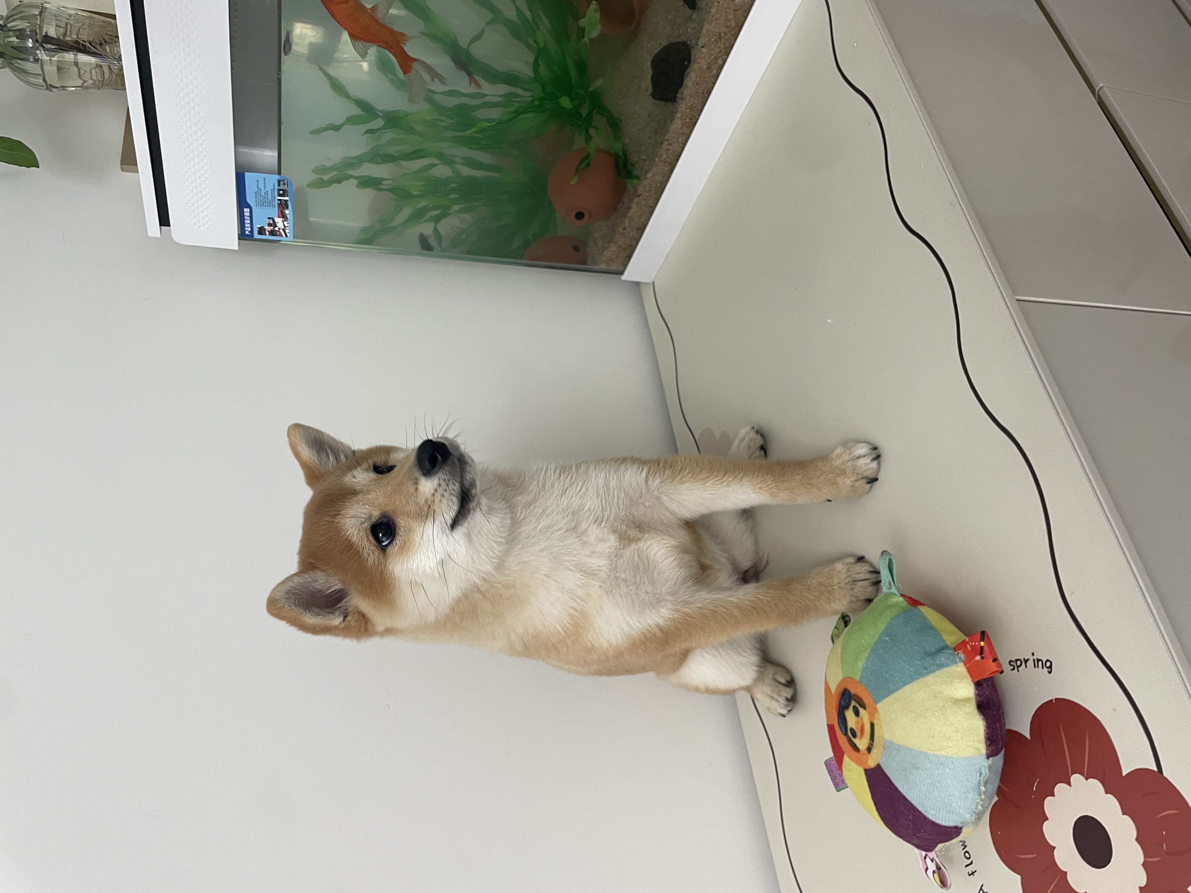 狗子太活泼了